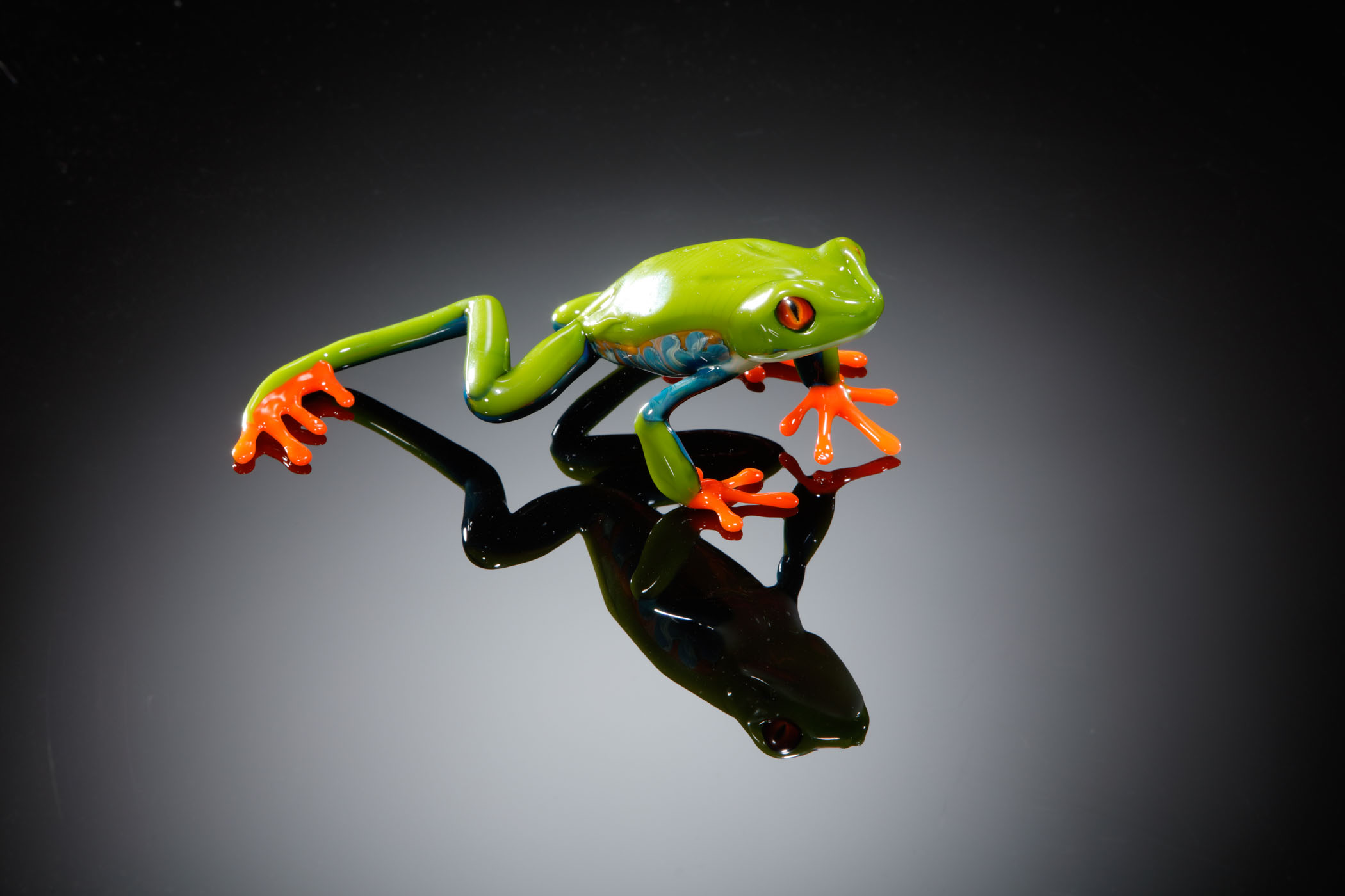 Red Eyed Tree Frog